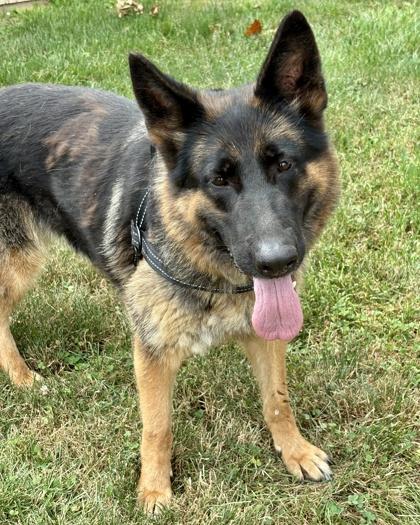 Zoe, Adoptable, Adult Female German Shepherd Dog.