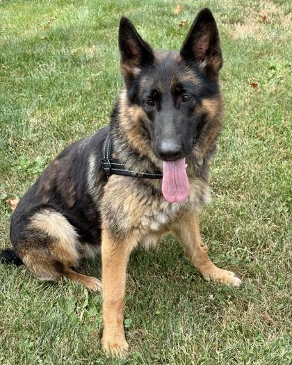 Zoe, a Adoptable German Shepherd Dog in Malvern, PA image 2/3
