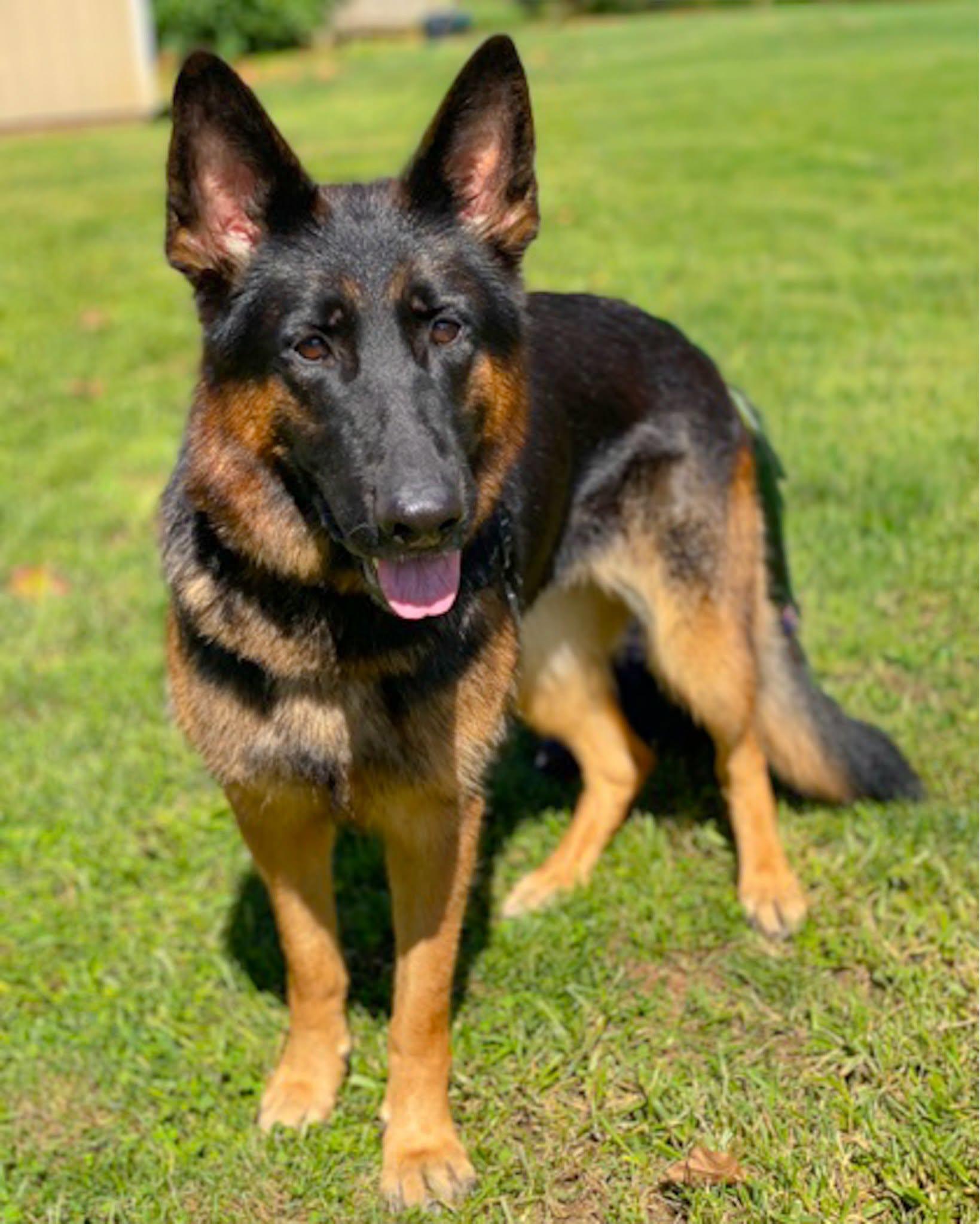 Zoe, Adoptable, Adult Female German Shepherd Dog.