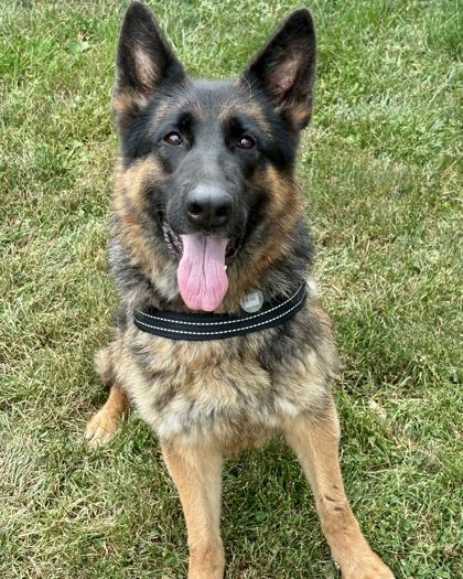 Zoe, a Adoptable German Shepherd Dog in Malvern, PA image 3/3