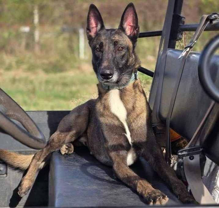 Enlarge River, a Adoptable Belgian Shepherd / Malinois in Brookshire, TX image 1/3