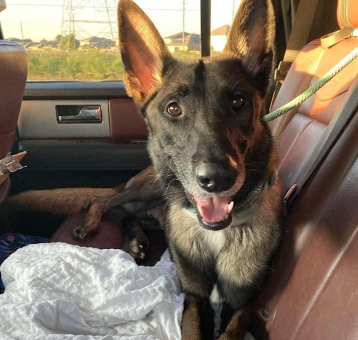 Enlarge River, a Adoptable Belgian Shepherd / Malinois in Brookshire, TX image 2/3