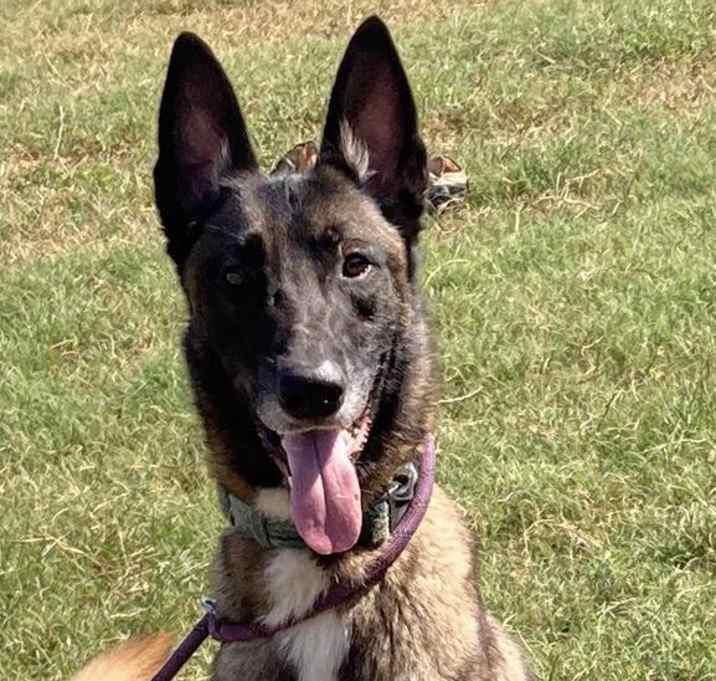 Enlarge River, a Adoptable Belgian Shepherd / Malinois in Brookshire, TX image 3/3