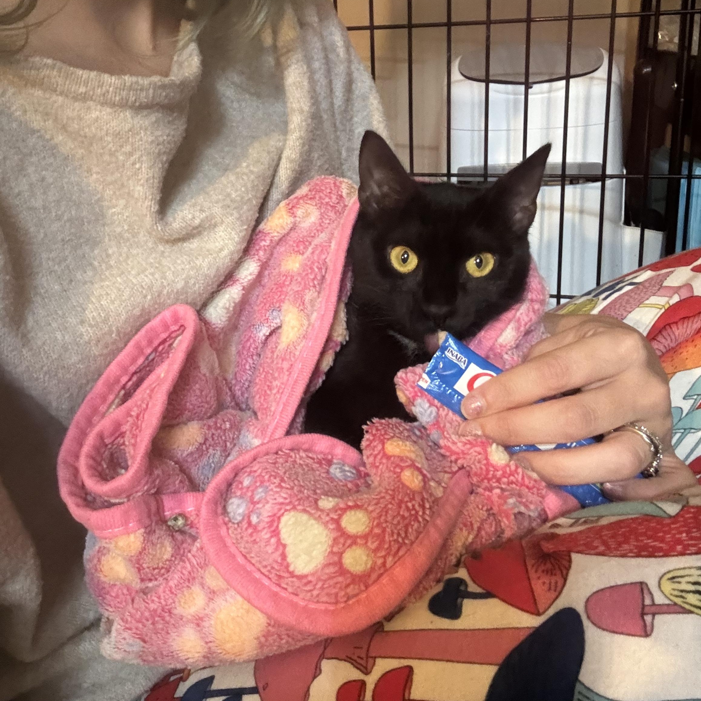 Sun Bear, ADOPTABLE, Adult Female Domestic Short Hair.