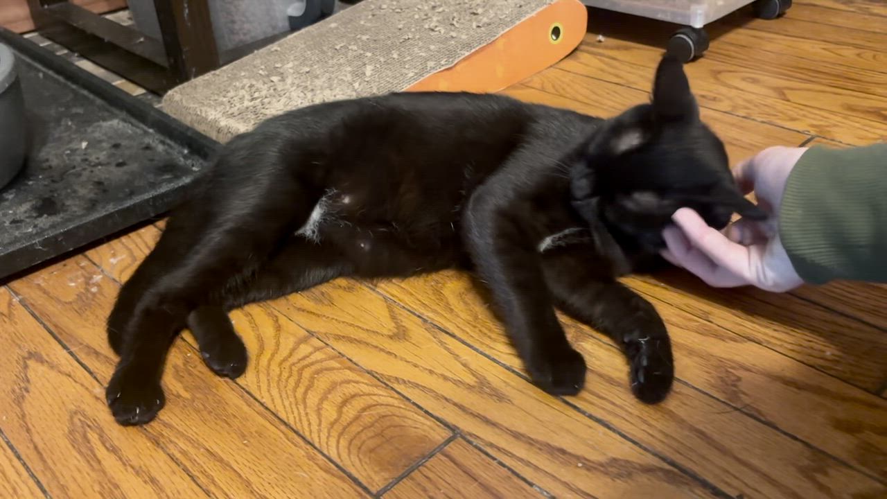 Enlarge Sun Bear, a Adoptable Domestic Short Hair in Haddon Heights, NJ video 6/6