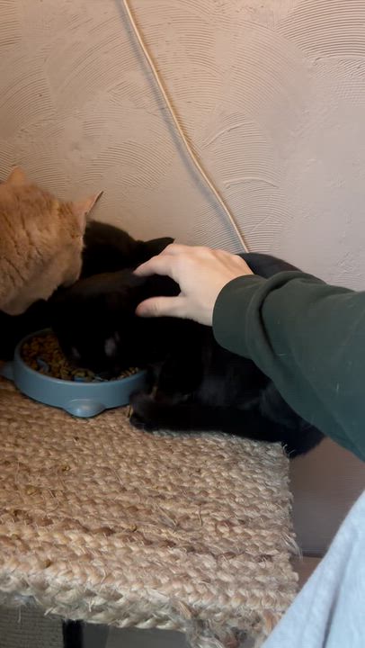 Enlarge Sun Bear, a Adoptable Domestic Short Hair in Haddon Heights, NJ video 5/6