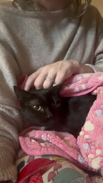 Enlarge Sun Bear, a ADOPTABLE Domestic Short Hair in Haddon Heights, NJ video 4/4