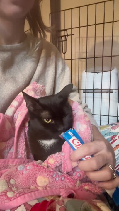 Enlarge Sun Bear, a ADOPTABLE Domestic Short Hair in Haddon Heights, NJ video 3/4