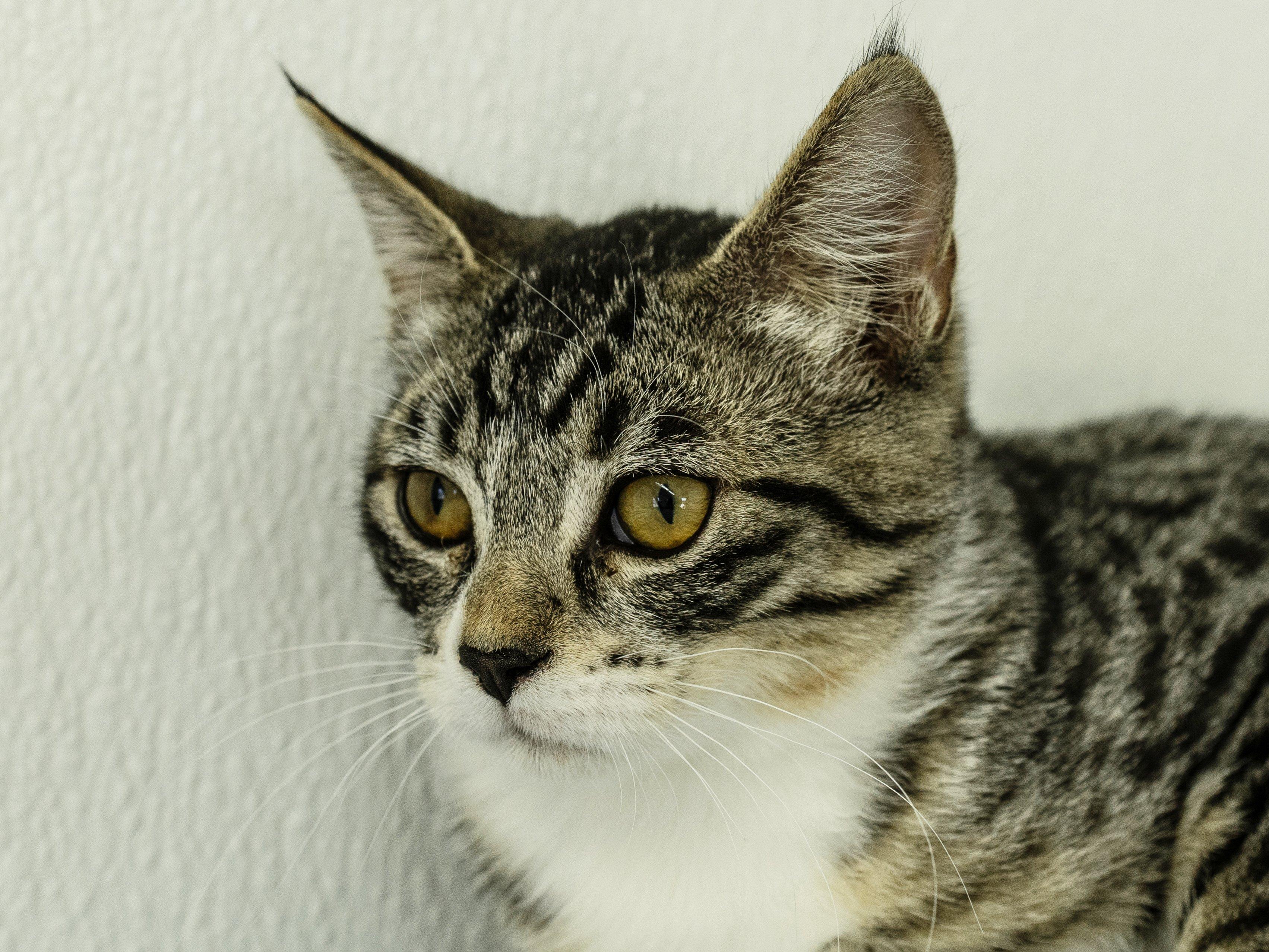 Enlarge Willie, a Adoptable mixed breed in Republic, WA image 3/6