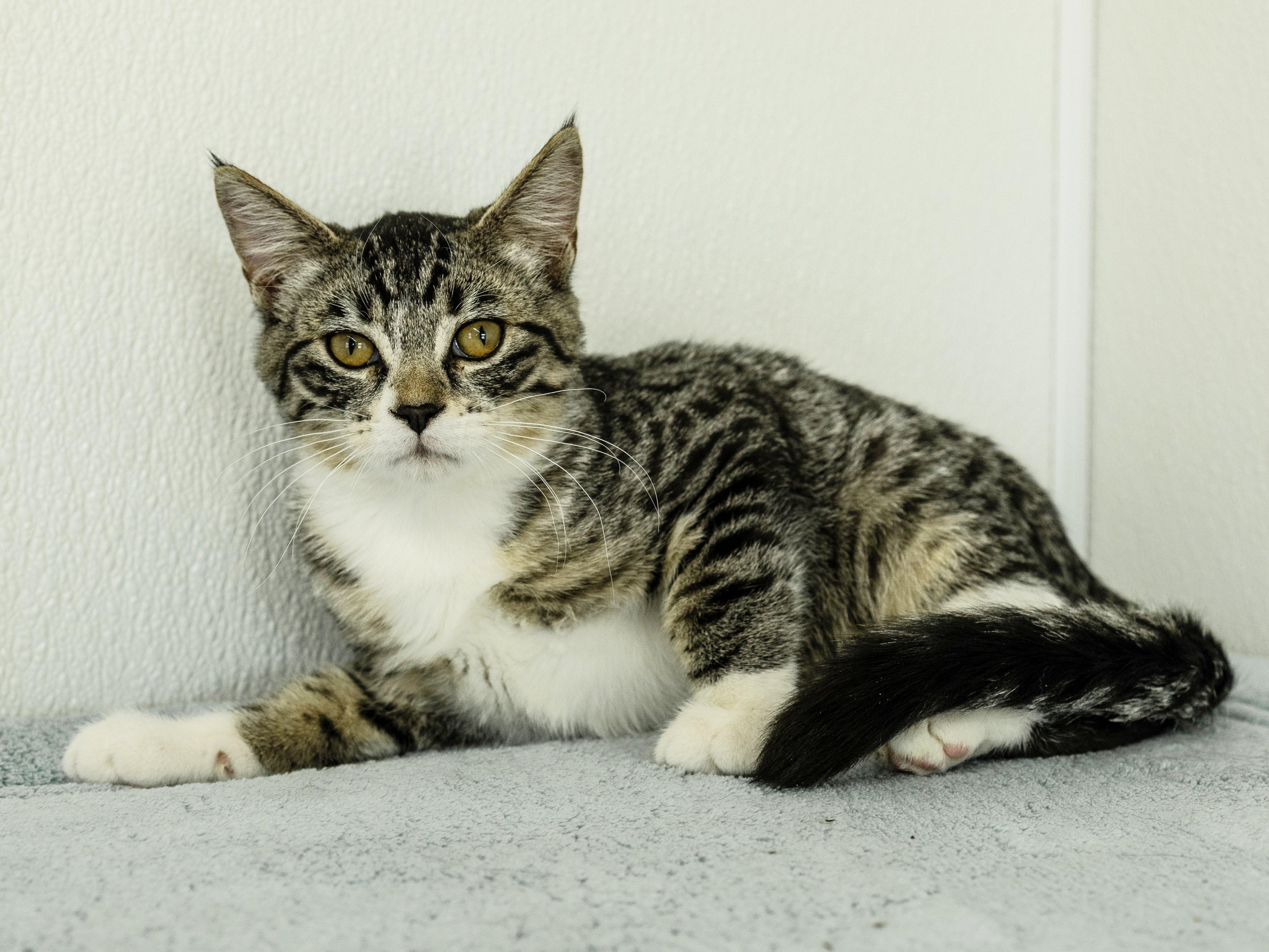 Enlarge Willie, a Adoptable mixed breed in Republic, WA image 2/6