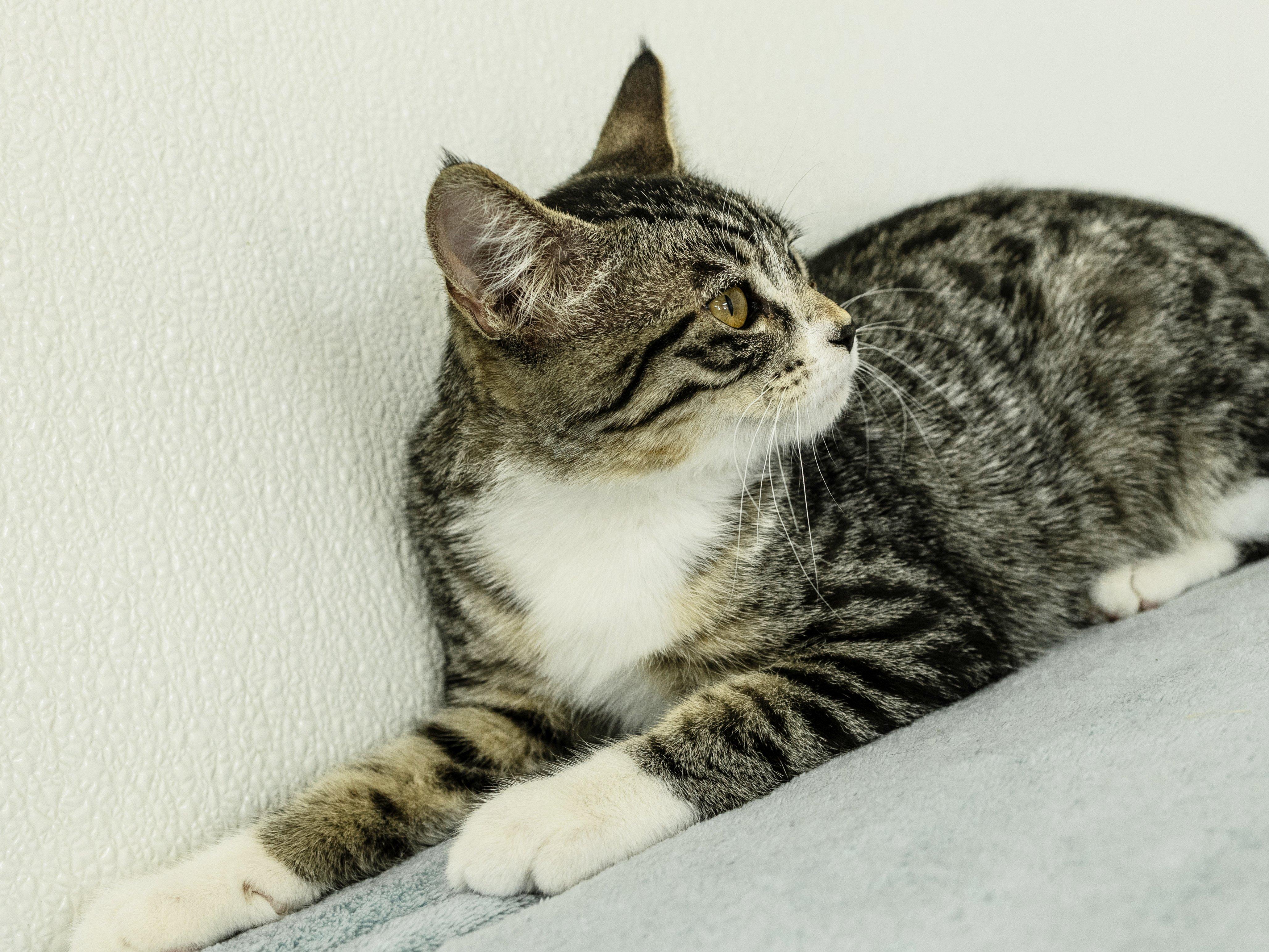 Enlarge Willie, a Adoptable mixed breed in Republic, WA image 4/6