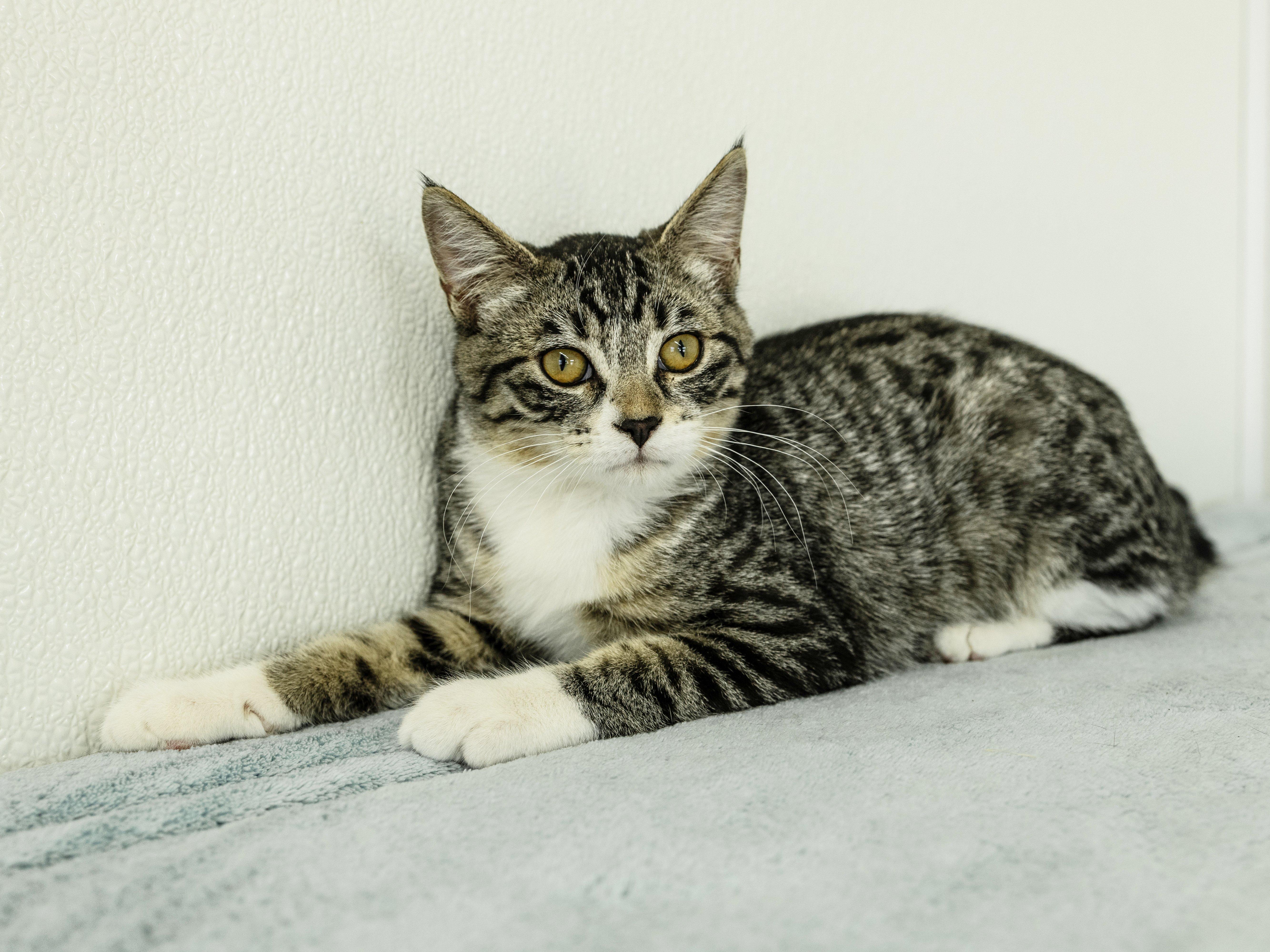 Enlarge Willie, a Adoptable mixed breed in Republic, WA image 5/6