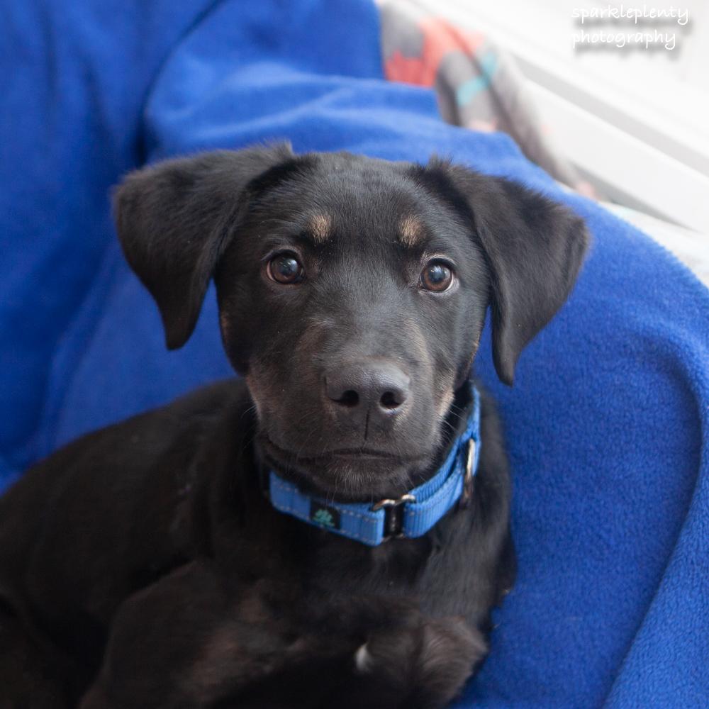 Mr. Tumnus, adoptable, Puppy Male Mixed Breed.