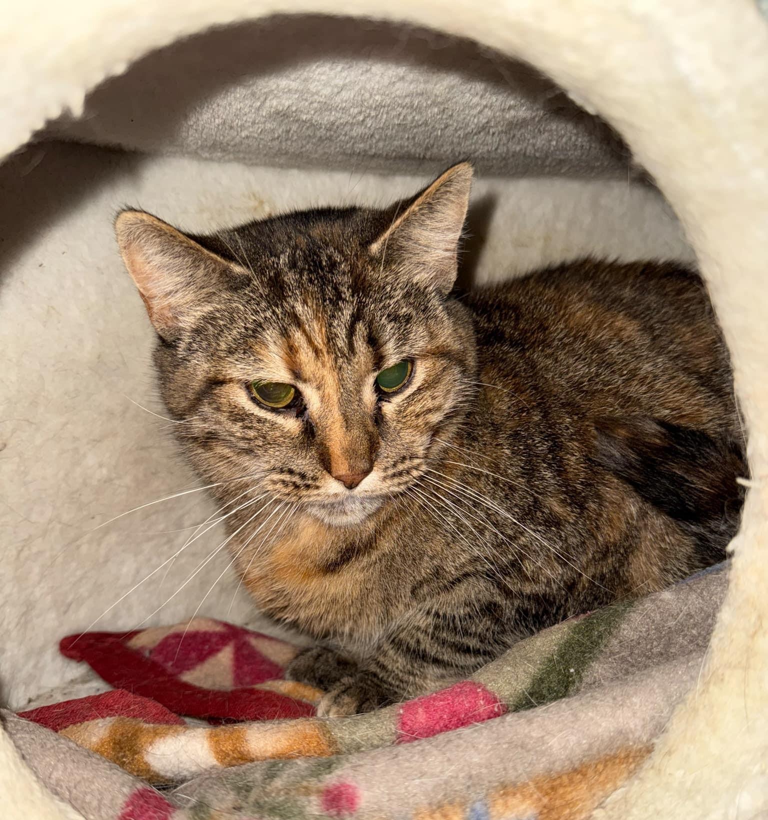 Enlarge Tessa, a Adoptable Domestic Short Hair in Springfield, IL image 2/3