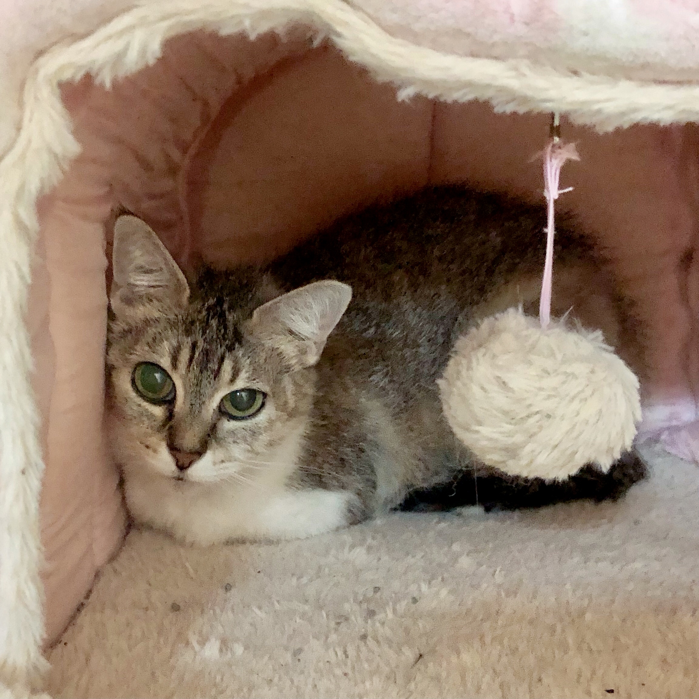 Enlarge Ivory, a Adoptable Domestic Short Hair in Gallatin, TN image 1/1