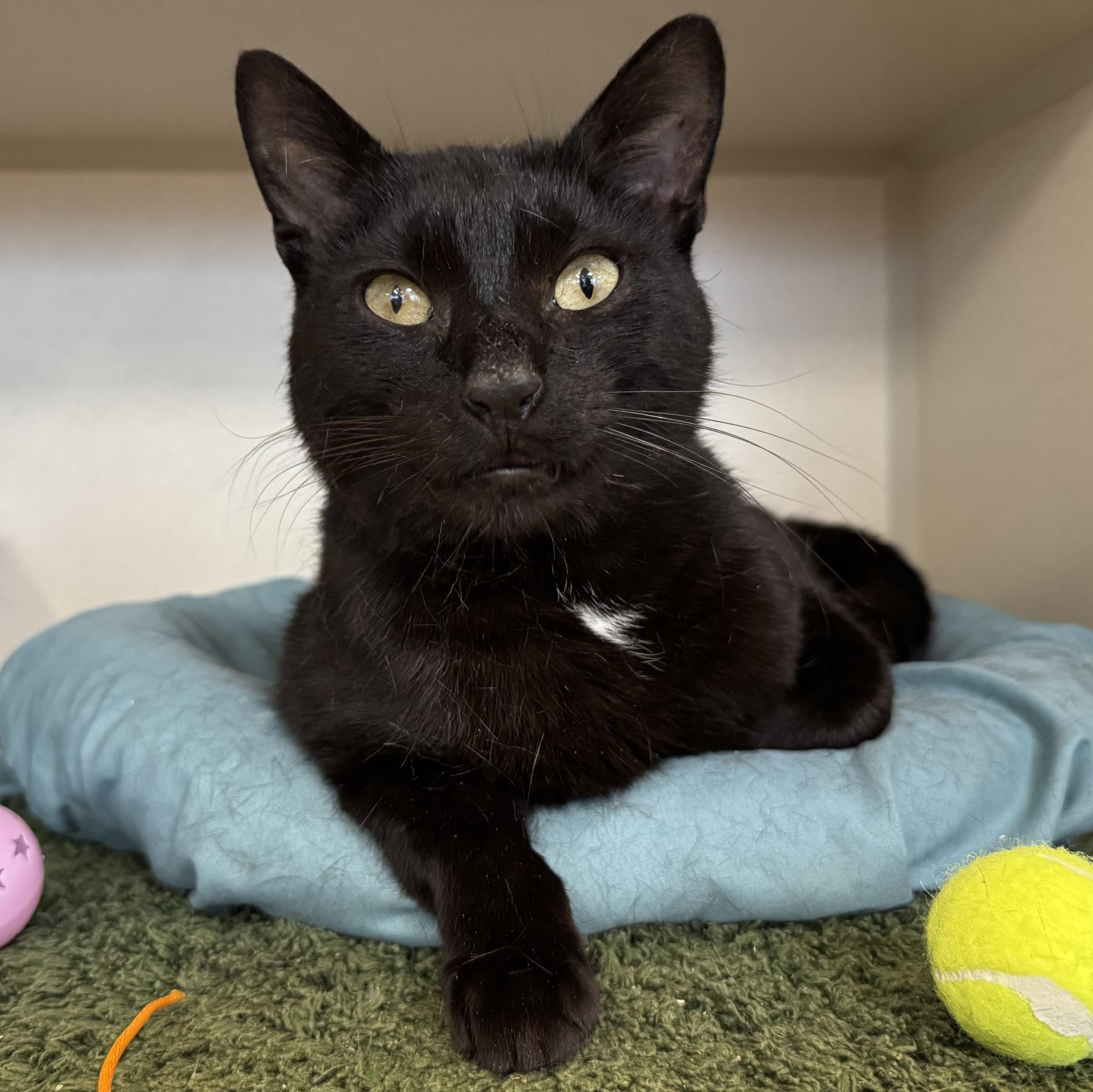 Kirkland, ADOPTABLE, Adult Male Domestic Short Hair.