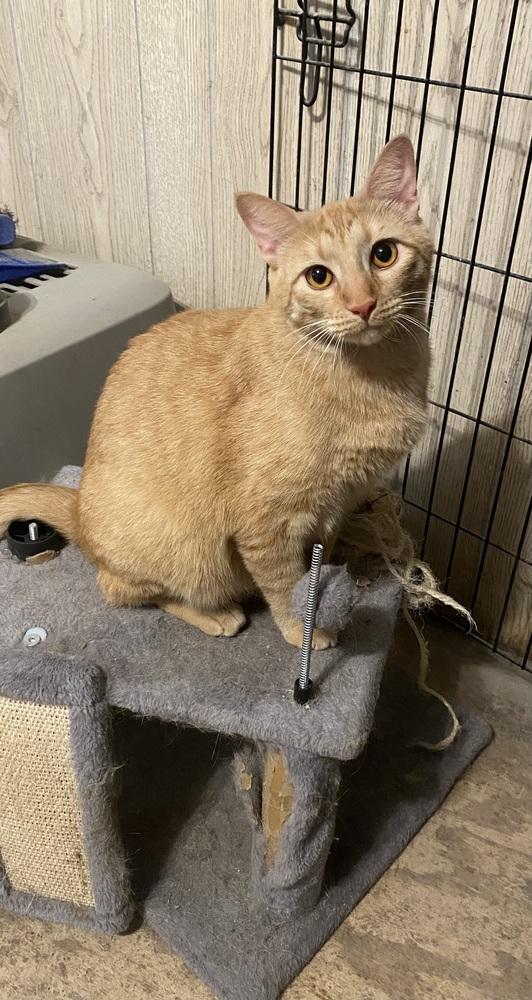 Pumpkin — thumbnail 2