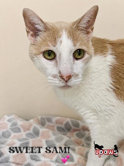 Sam, Adoptable, Senior Male Domestic Short Hair & Domestic Short Hair.