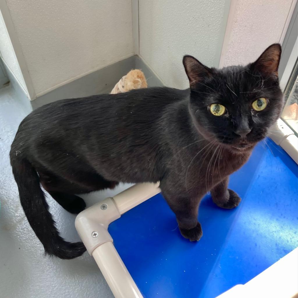 Enlarge Batman, a Adoptable mixed breed in New Kensington, PA image 1/6