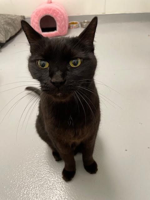 Batman, Adoptable, Senior Male Domestic Short Hair.