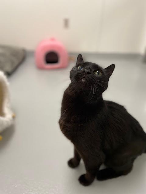 Enlarge Batman, a Adoptable mixed breed in New Kensington, PA image 4/6