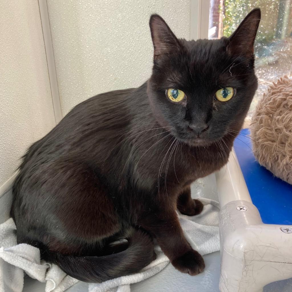 Batman, a Adoptable mixed breed in New Kensington, PA image 5/6