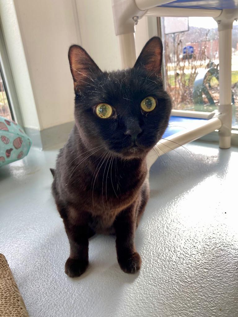 Batman, a Adoptable mixed breed in New Kensington, PA image 6/6