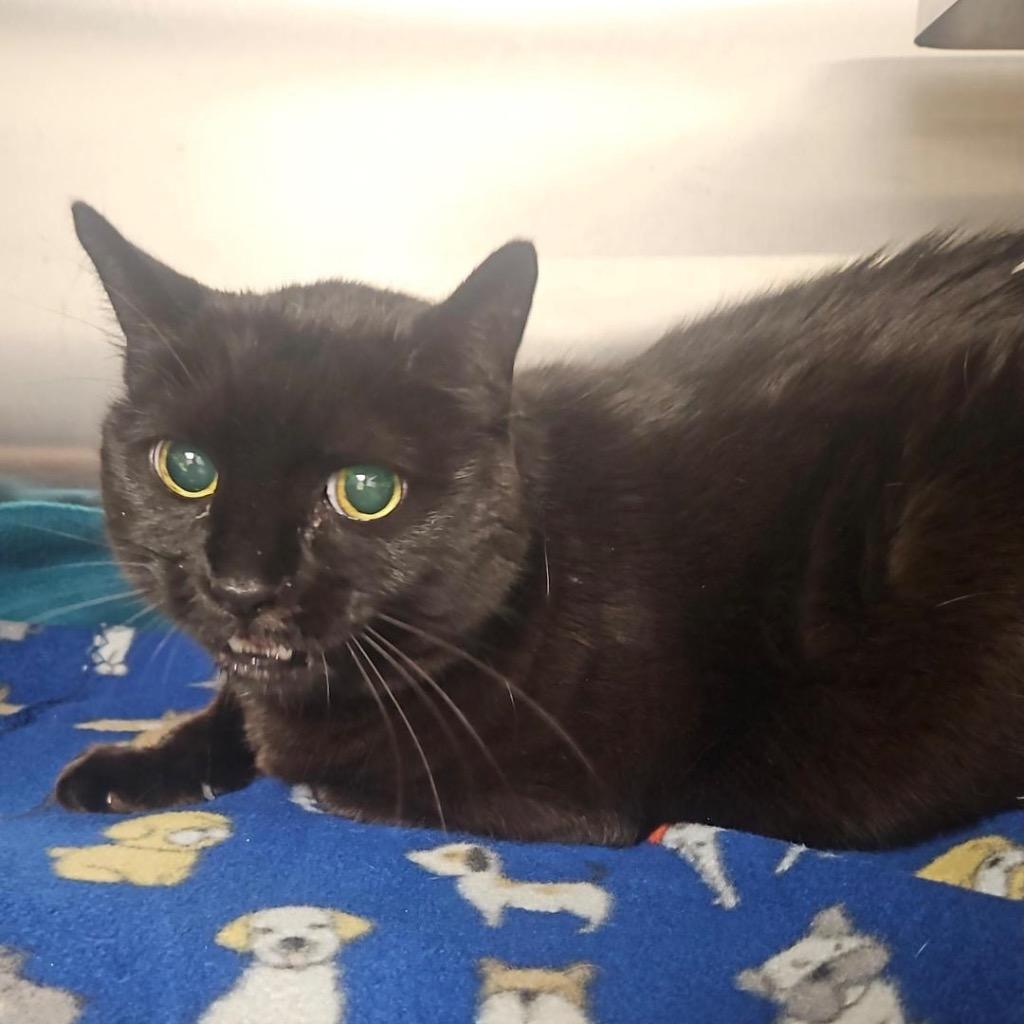 Enlarge Batman, a Adoptable mixed breed in New Kensington, PA image 5/6