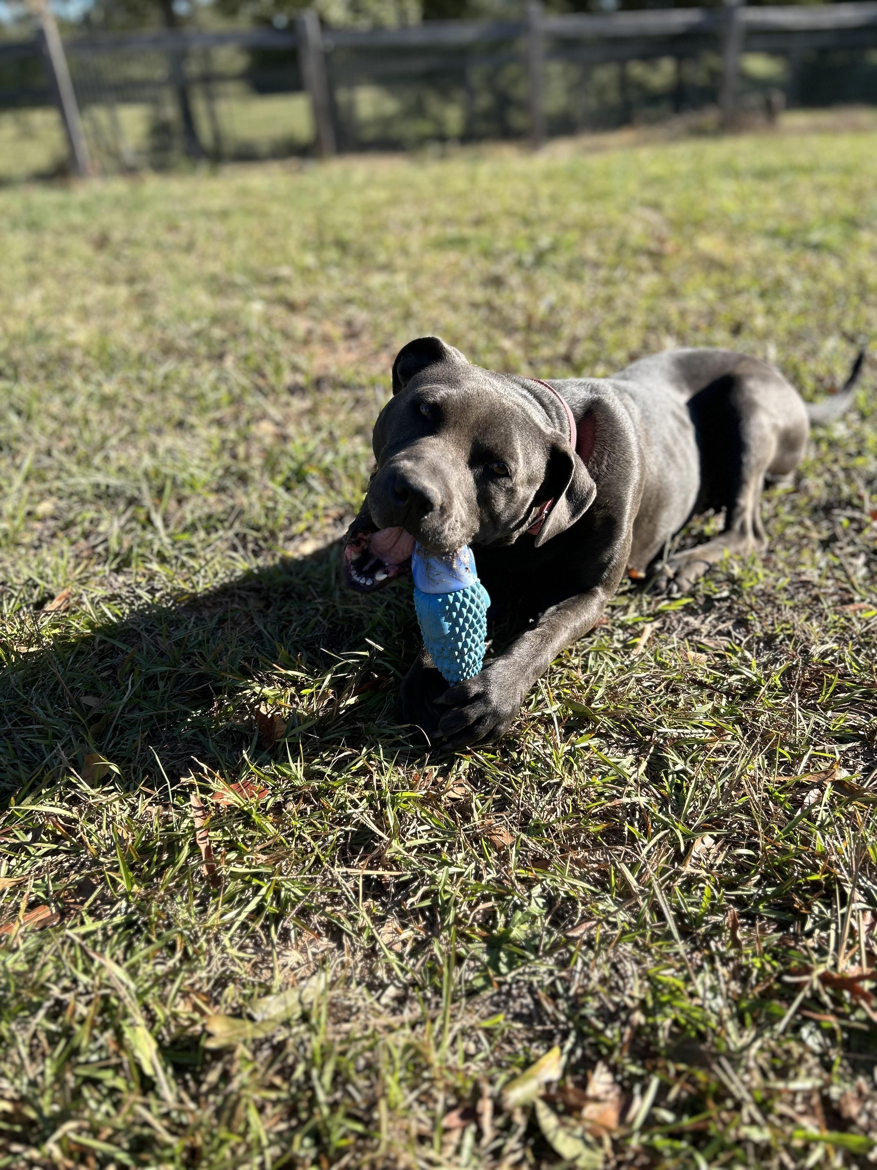 Indigo-Inndy, ADOPTABLE, Adult Female American Staffordshire Terrier.