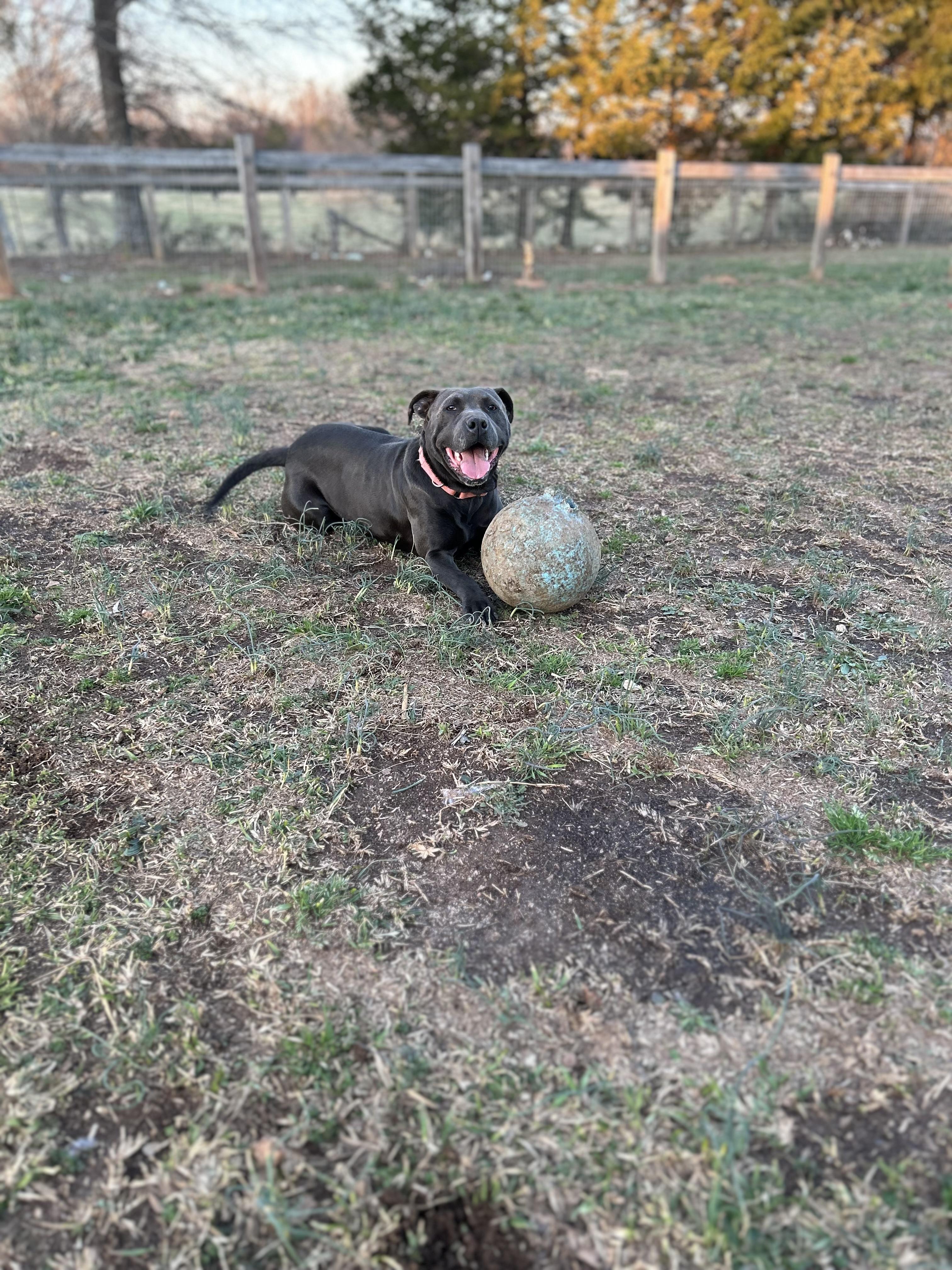 Enlarge Indigo-Inndy, a ADOPTABLE American Staffordshire Terrier in Williamston, SC image 3/5