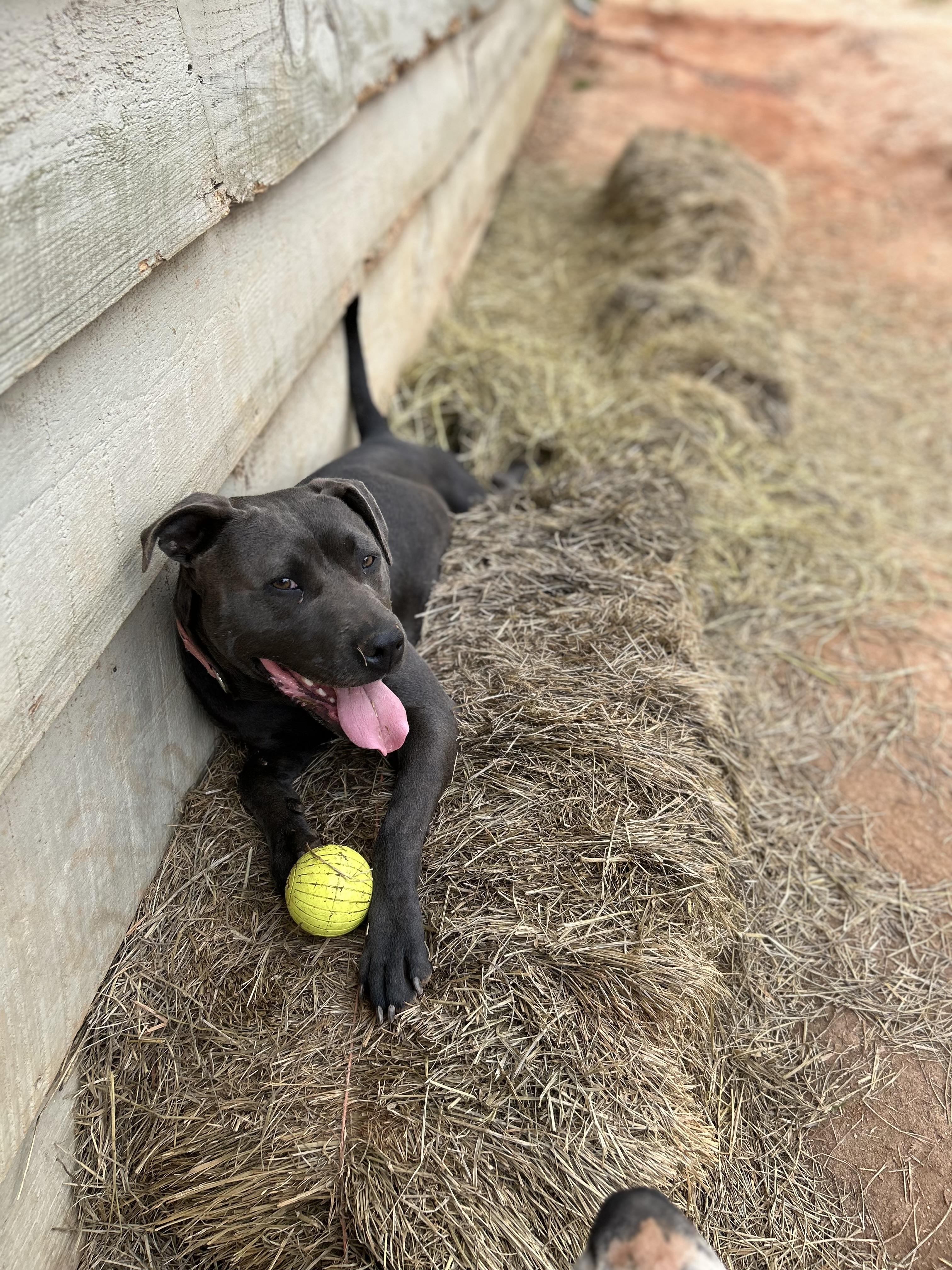 Enlarge Indigo-Inndy, a ADOPTABLE American Staffordshire Terrier in Williamston, SC image 5/5