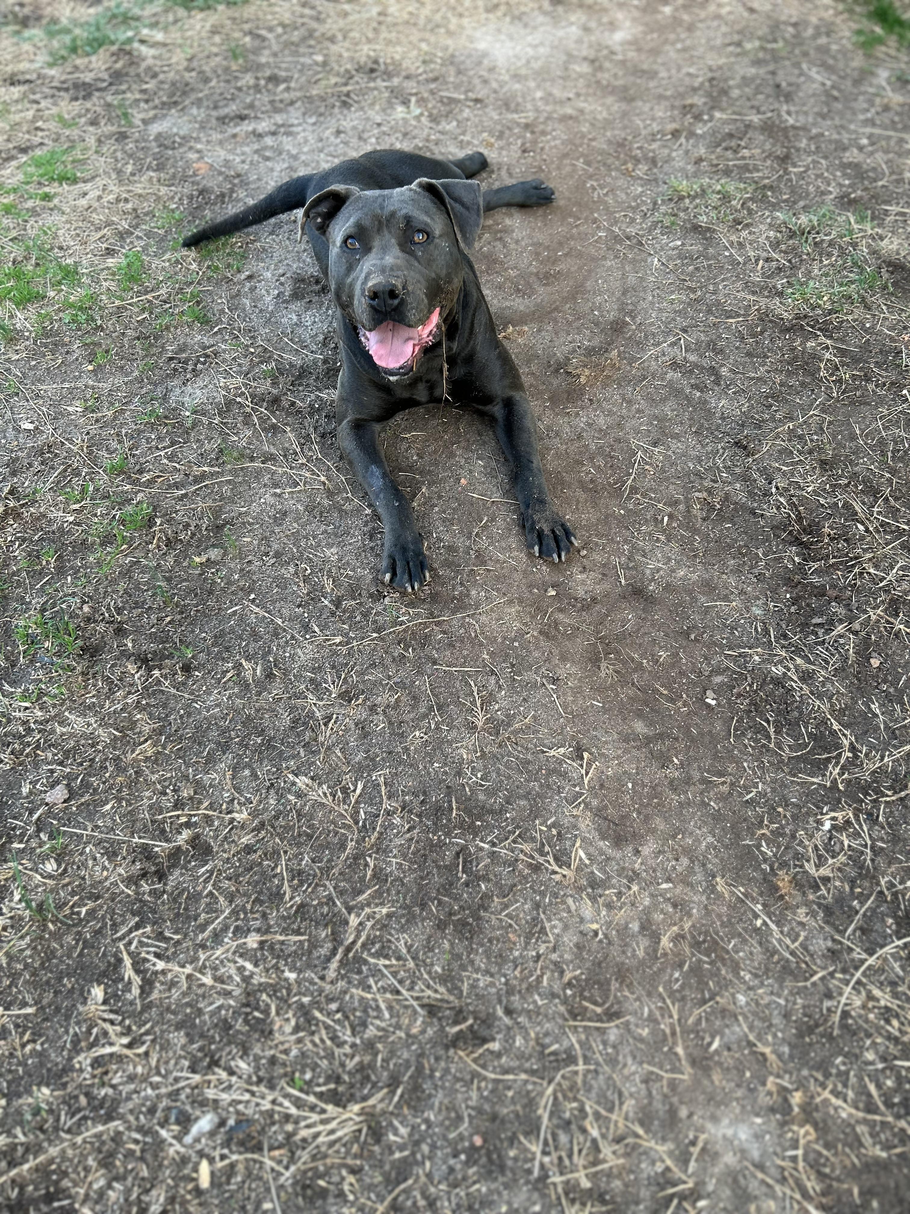 Enlarge Indigo-Inndy, a ADOPTABLE American Staffordshire Terrier in Williamston, SC image 4/5
