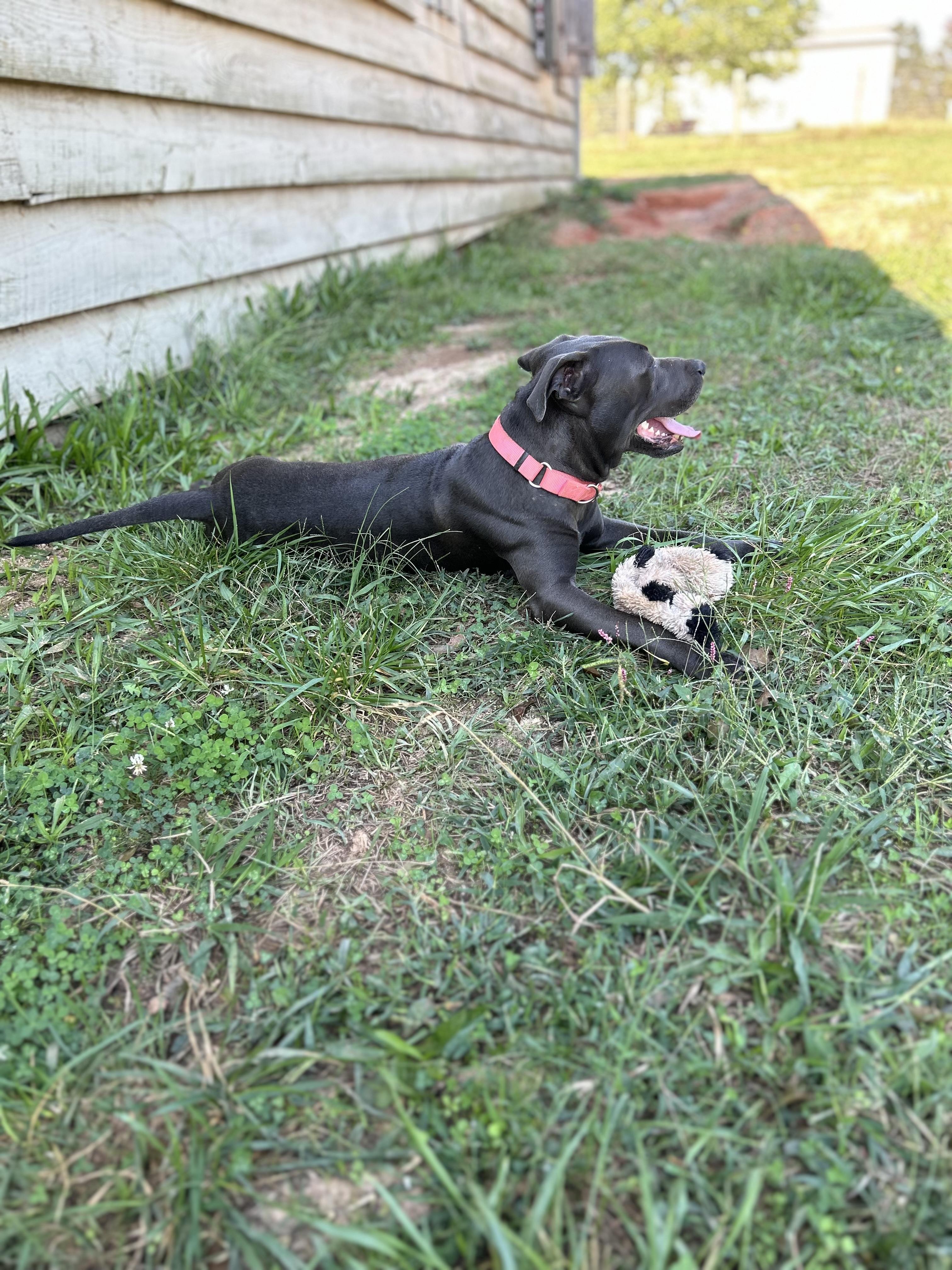 Enlarge Indigo-Inndy, a ADOPTABLE American Staffordshire Terrier in Williamston, SC image 2/5