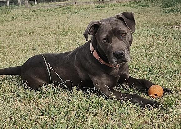 Indigo-Inndy, ADOPTABLE, Adult Female American Staffordshire Terrier.