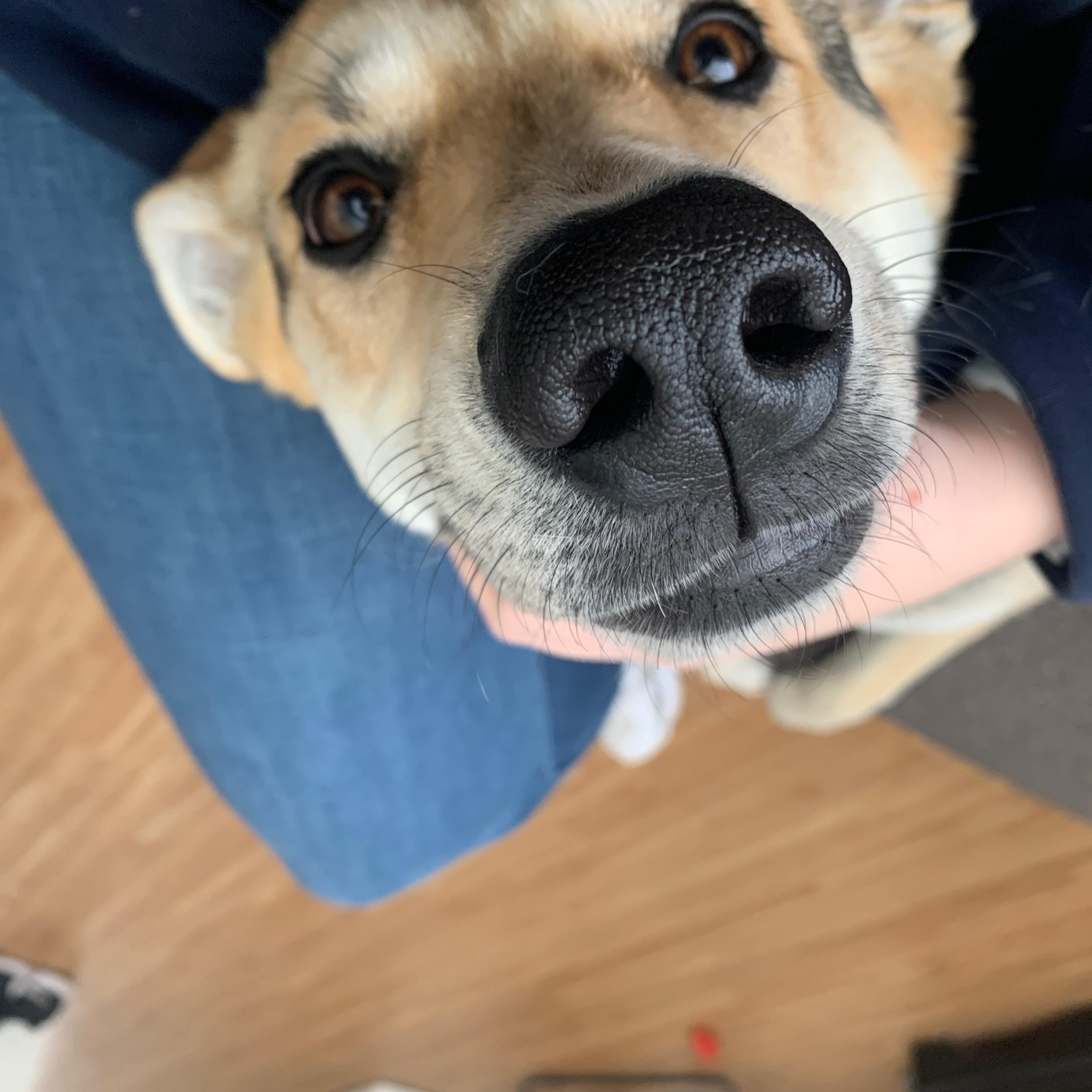 Molly, adopted, Adult Female German Shepherd Dog.