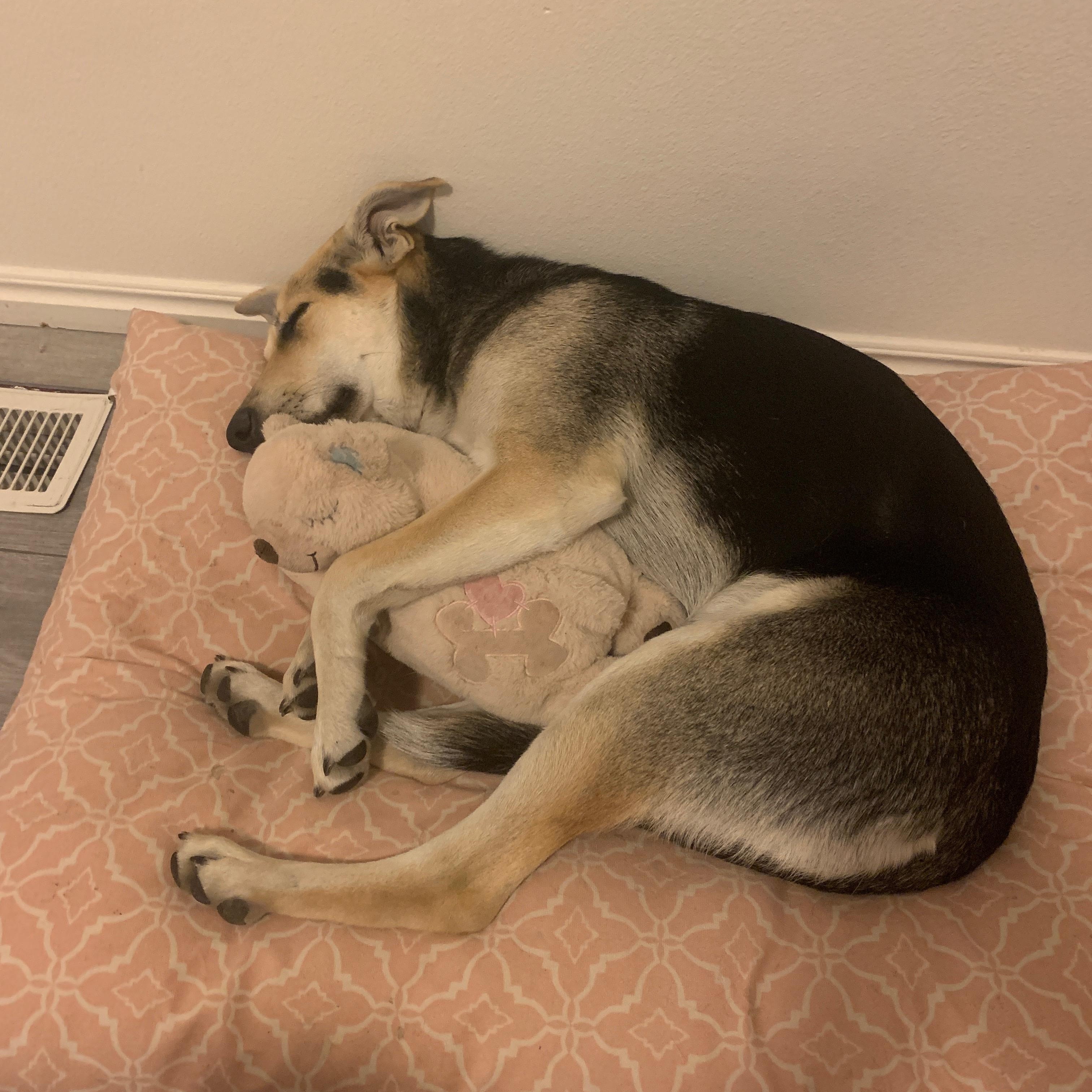 Molly, an adopted mixed breed in Pocatello, ID image 4/6