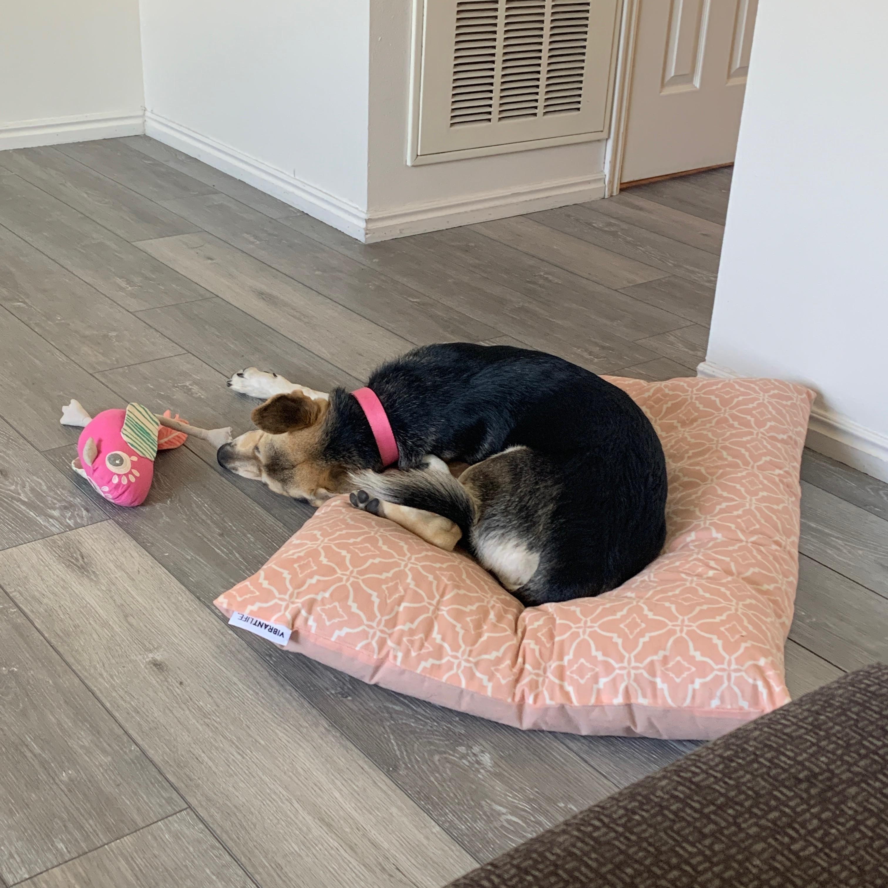 Molly, an adopted mixed breed in Pocatello, ID image 6/6