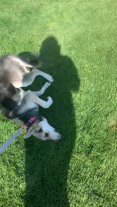 Enlarge Molly, an adopted mixed breed in Pocatello, ID video 5/6