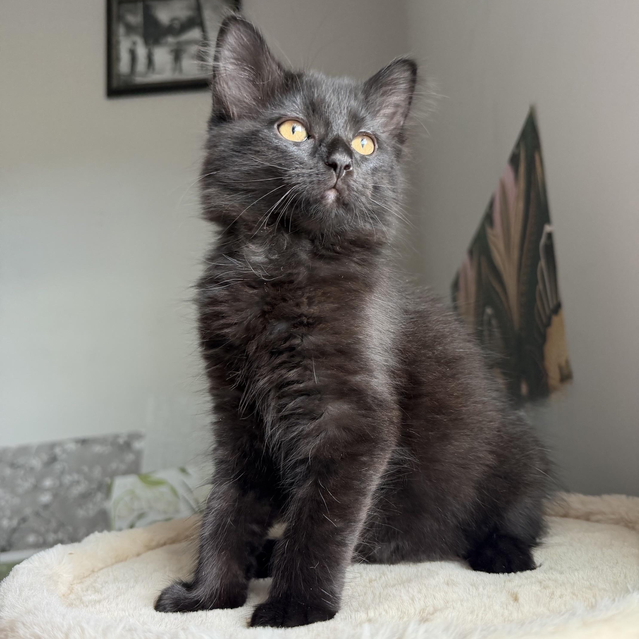 Enlarge Bruce Wayne, a Adoptable Domestic Long Hair in Seymour, TN image 3/3