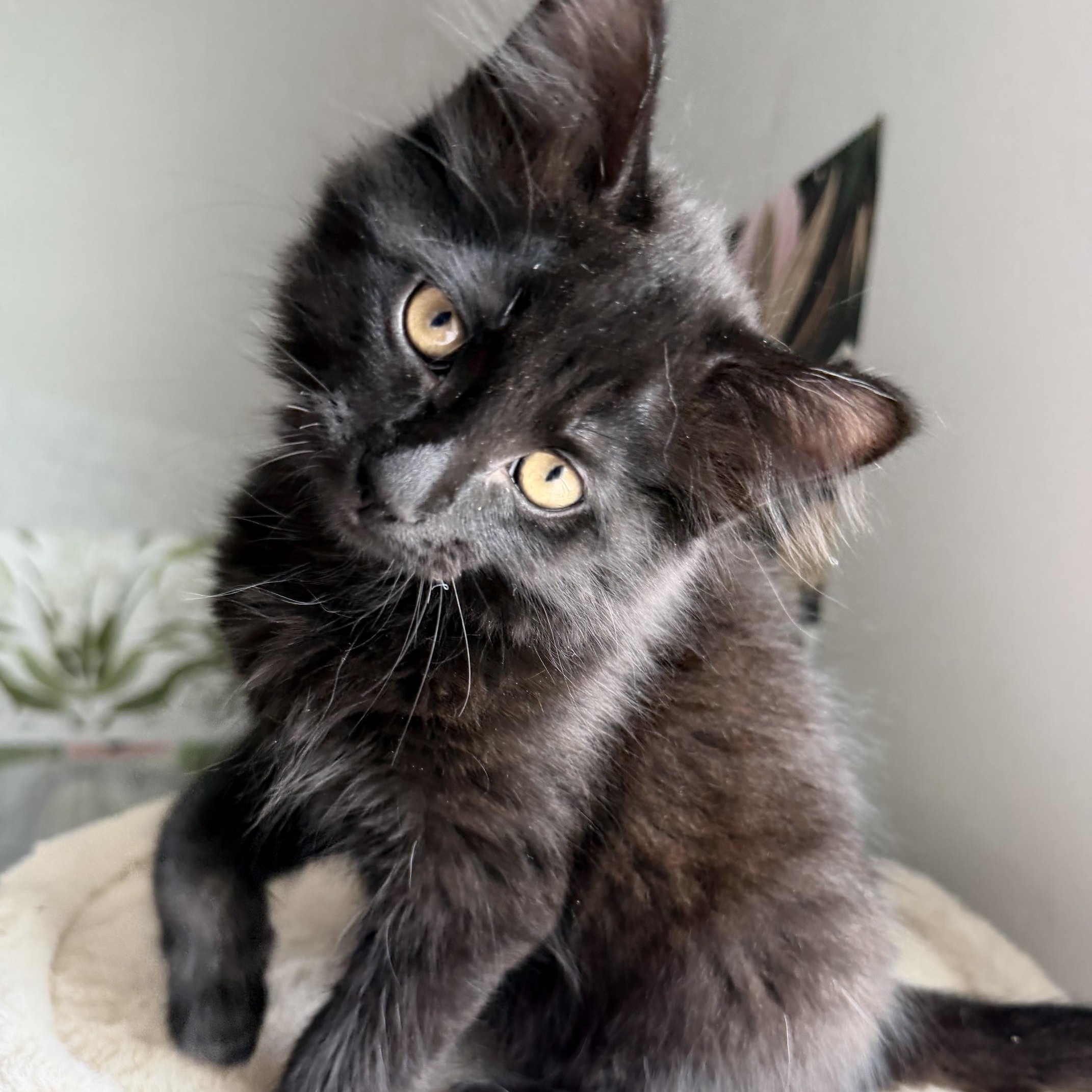 Bruce Wayne, Adoptable, Kitten Male Domestic Long Hair.