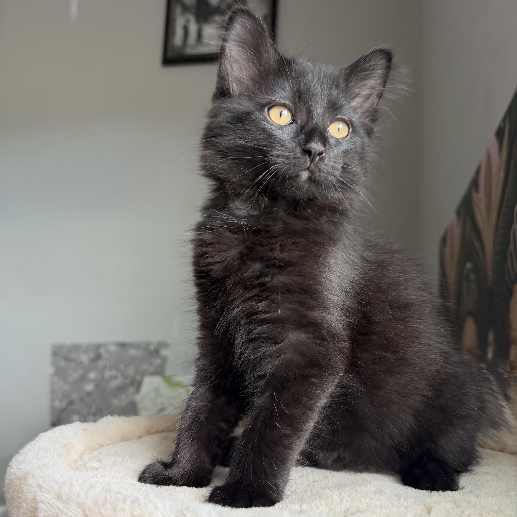 Enlarge Bruce Wayne, a Adoptable Domestic Long Hair in Seymour, TN image 2/3
