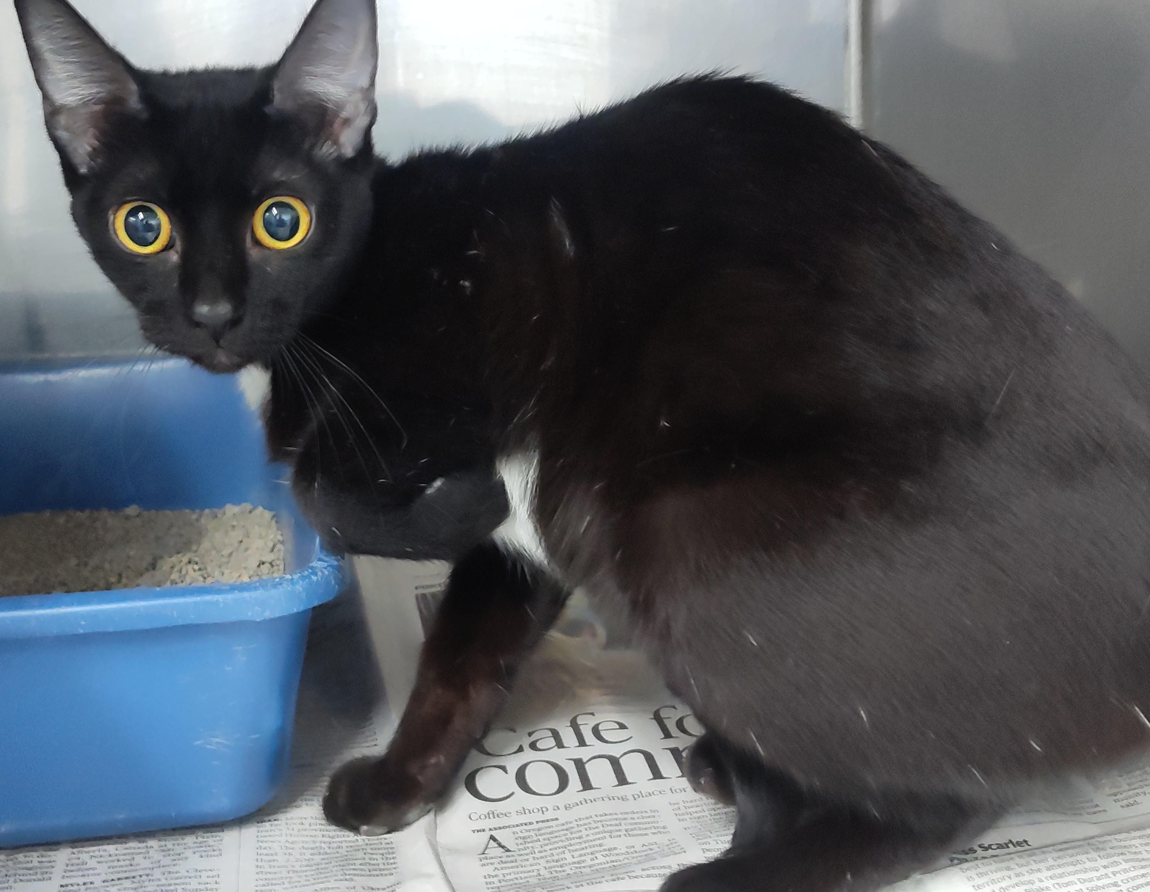 Enlarge NALA, a ADOPTABLE Bombay in Claremore, OK image 1/2