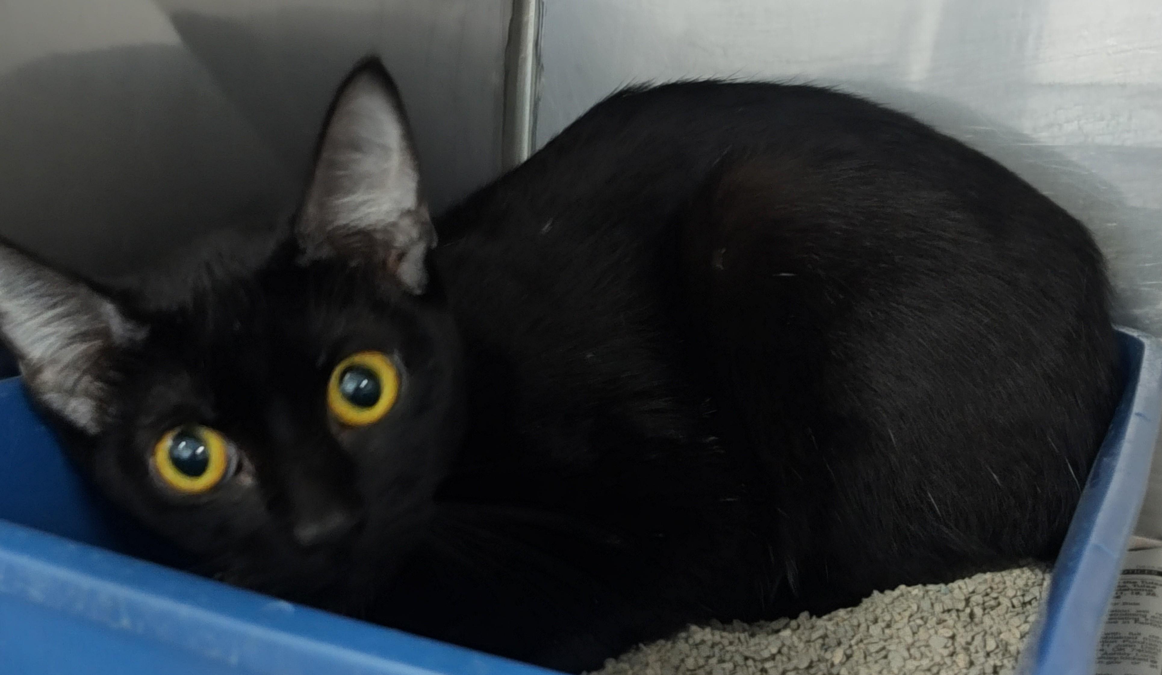 Enlarge NALA, a ADOPTABLE Bombay in Claremore, OK image 2/2