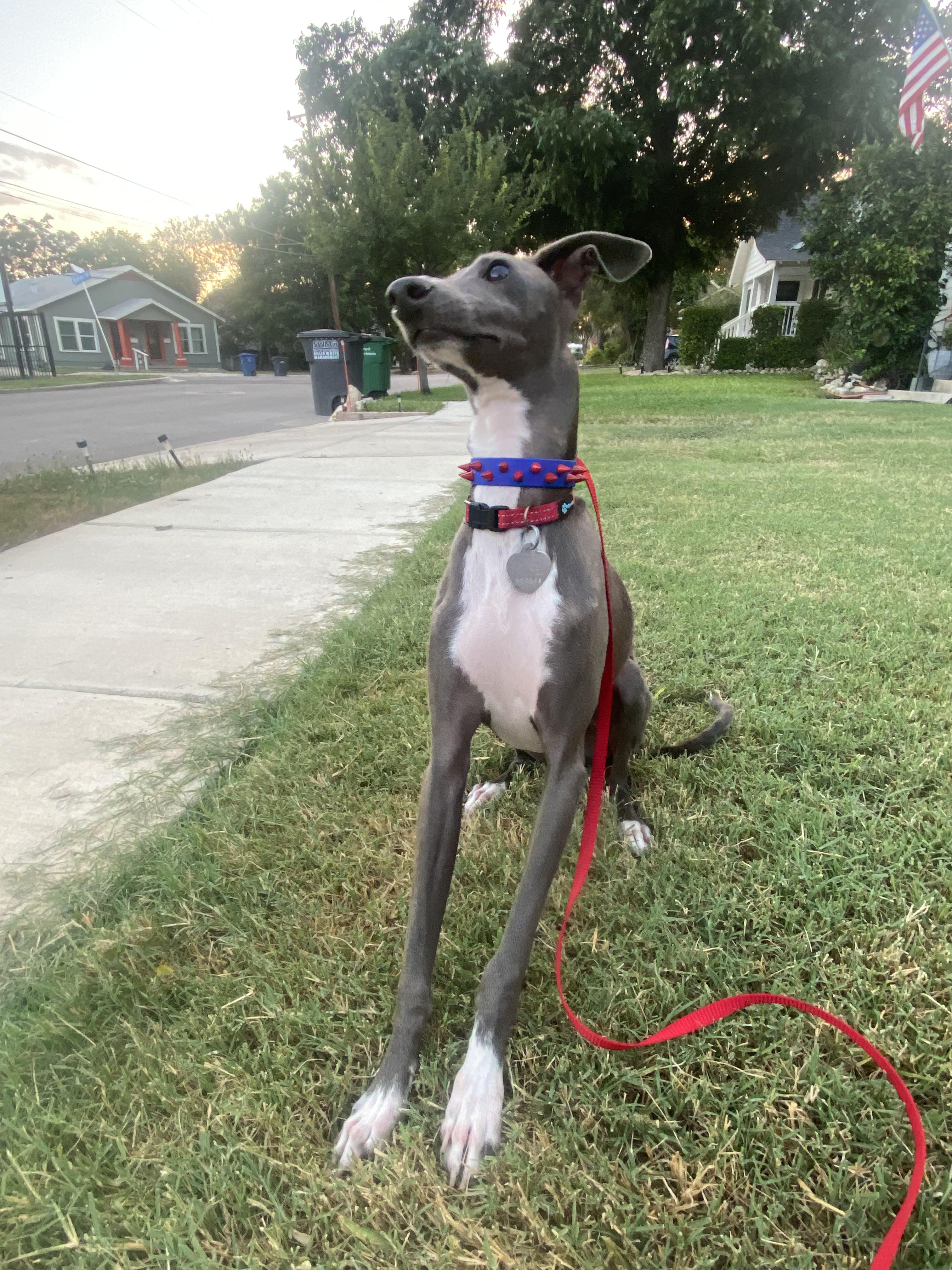 Enlarge Juggernault - San Antonio, a Adoptable Italian Greyhound in San Antonio, TX image 2/6