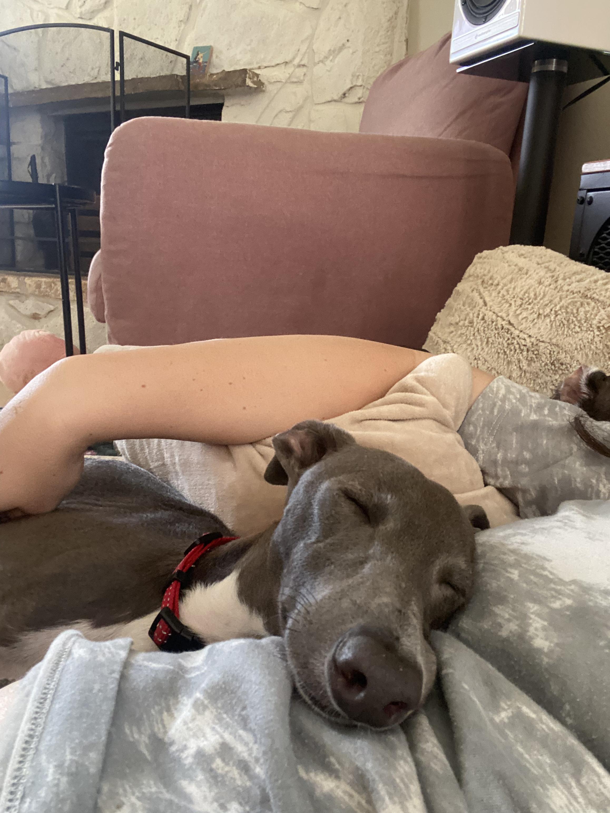 Enlarge Juggernault - San Antonio, a Adoptable Italian Greyhound in San Antonio, TX image 5/6