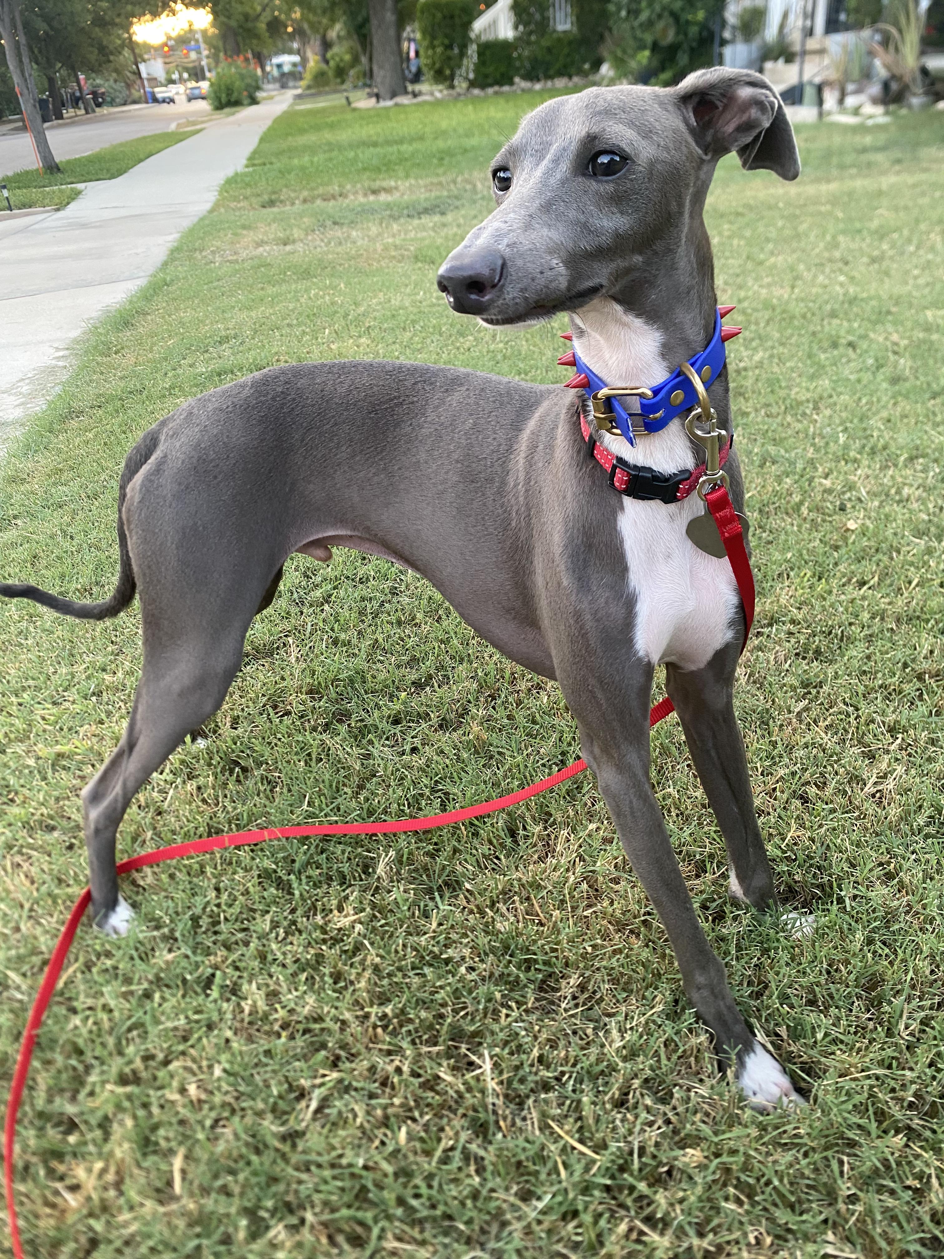 Enlarge Juggernault - San Antonio, a Adoptable Italian Greyhound in San Antonio, TX image 6/6
