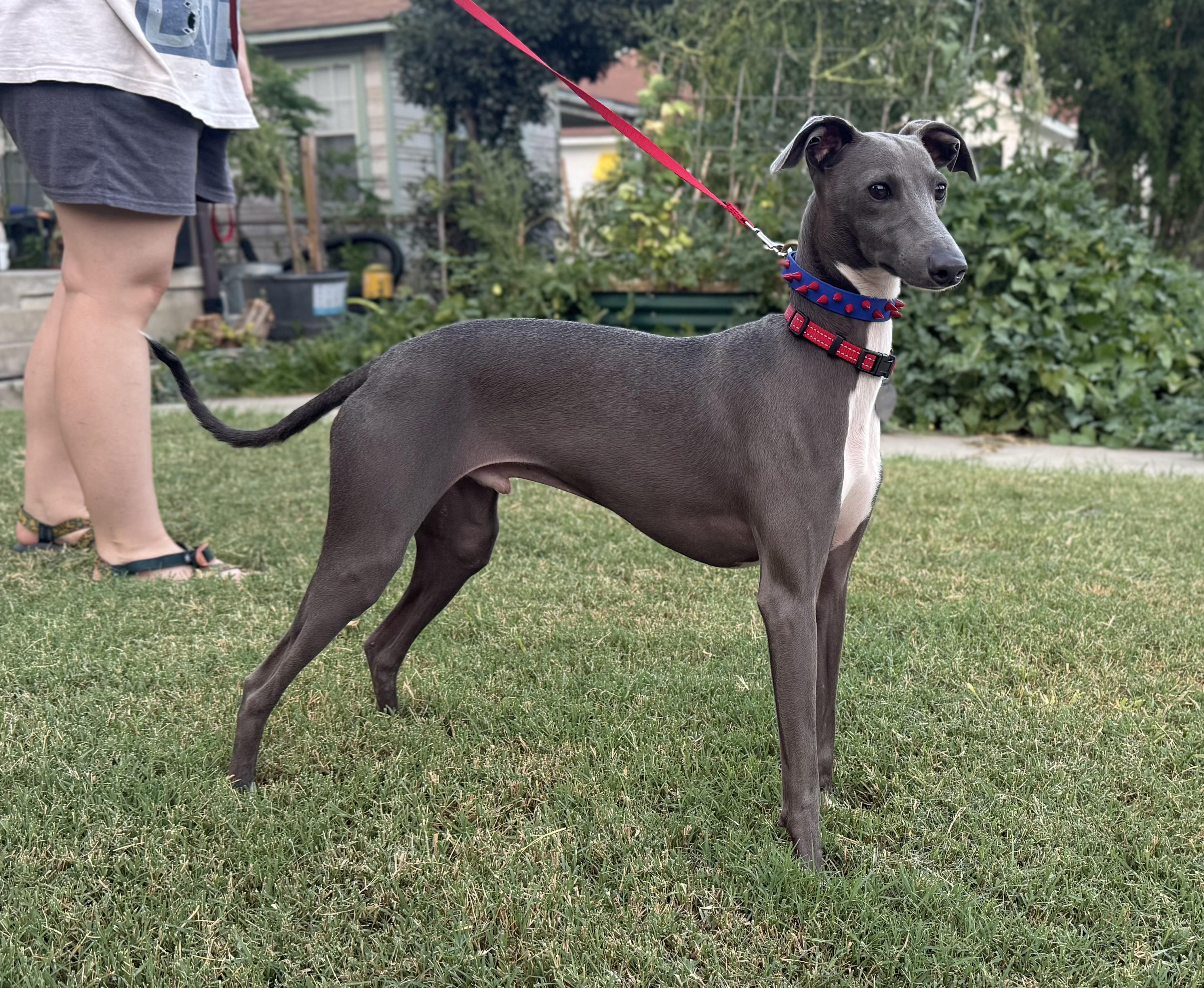 Juggernault - San Antonio, adoptable, Young Male Italian Greyhound.