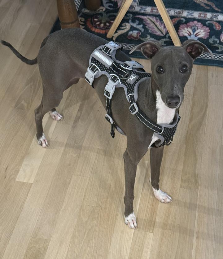 Enlarge Juggernault - San Antonio, a Adoptable Italian Greyhound in San Antonio, TX image 3/6