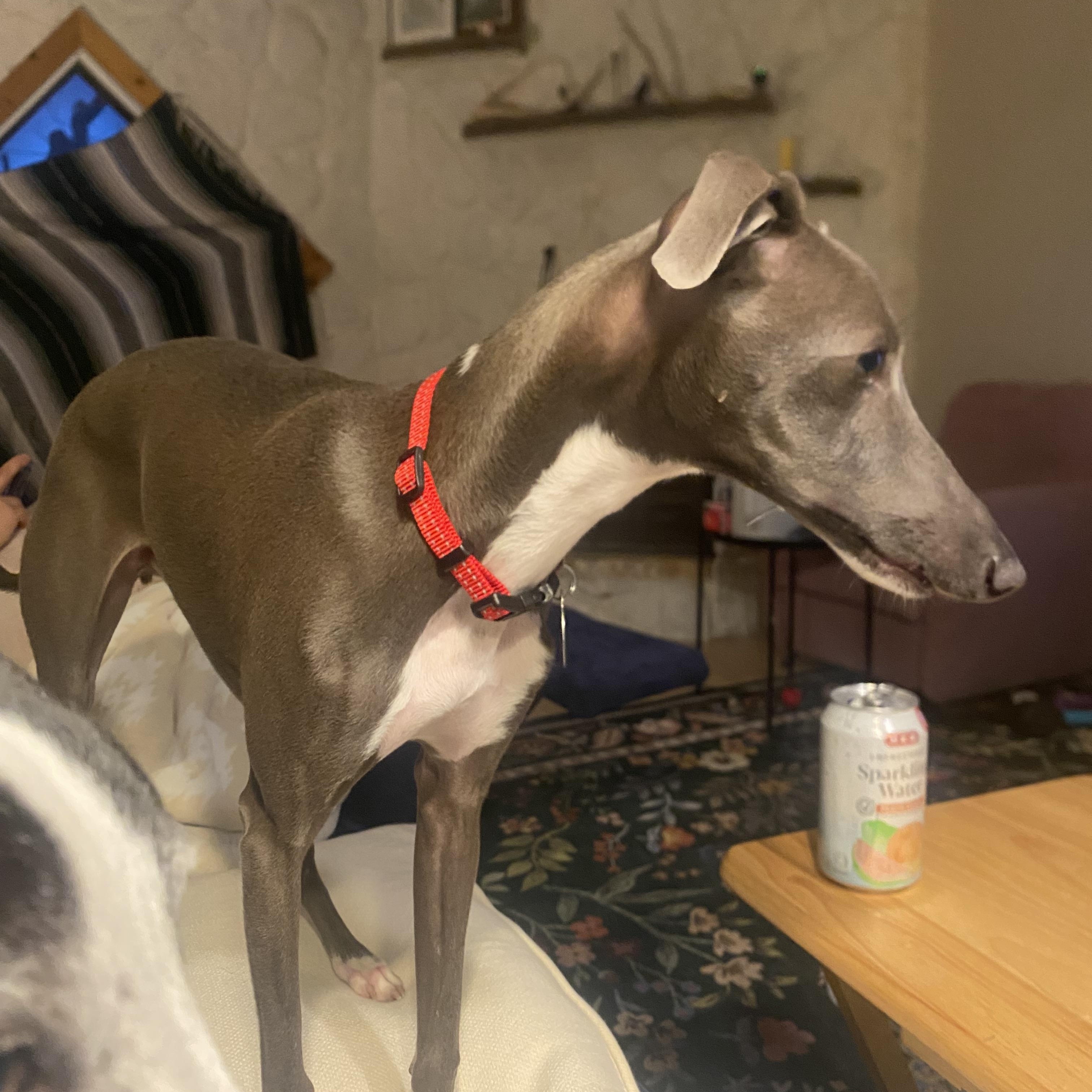 Enlarge Juggernault - San Antonio, a Adoptable Italian Greyhound in San Antonio, TX image 4/6