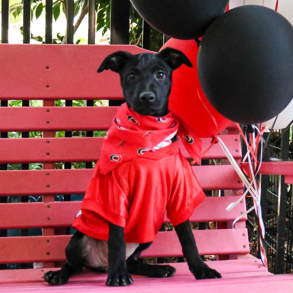 Enlarge Briseis, a Adoptable Labrador Retriever in Wake Forest, NC image 1/1